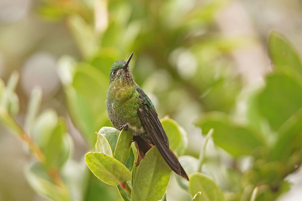 Golden-breasted Puffleg