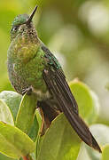 Golden-breasted Puffleg