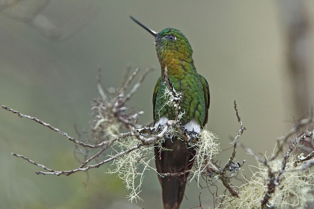 Golden-breasted Puffleg