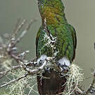 Érione à poitrine d'or