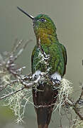 Golden-breasted Puffleg