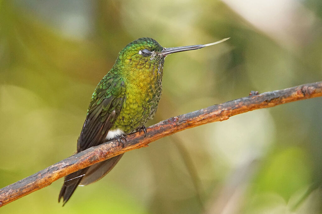 Golden-breasted Puffleg