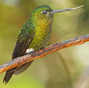 Golden-breasted Puffleg