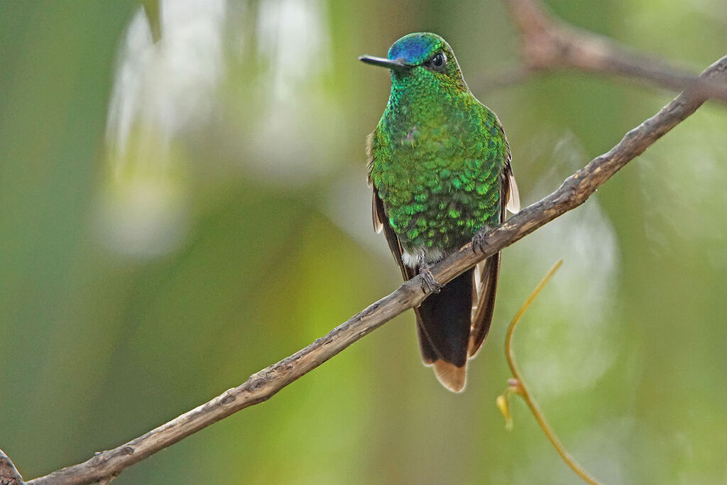 Sapphire-vented Puffleg