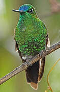 Sapphire-vented Puffleg