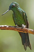 Sapphire-vented Puffleg