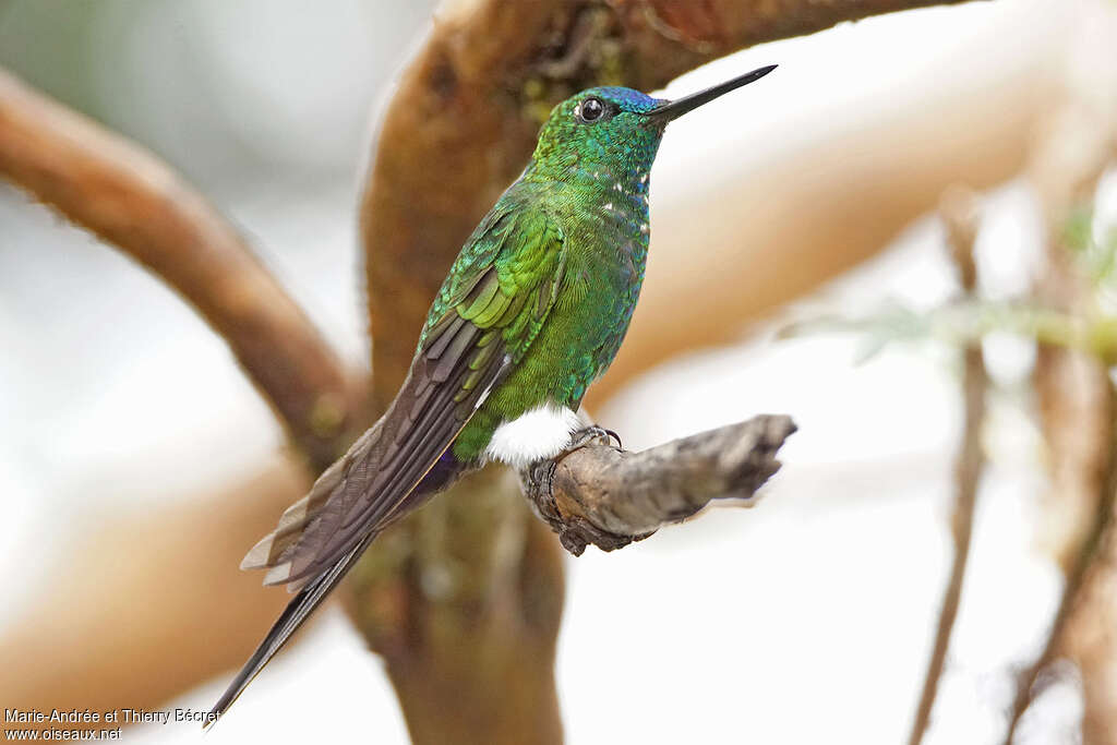 Sapphire-vented Pufflegadult, identification