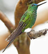 Sapphire-vented Puffleg