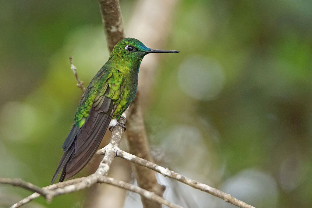 Sapphire-vented Puffleg