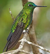 Sapphire-vented Puffleg