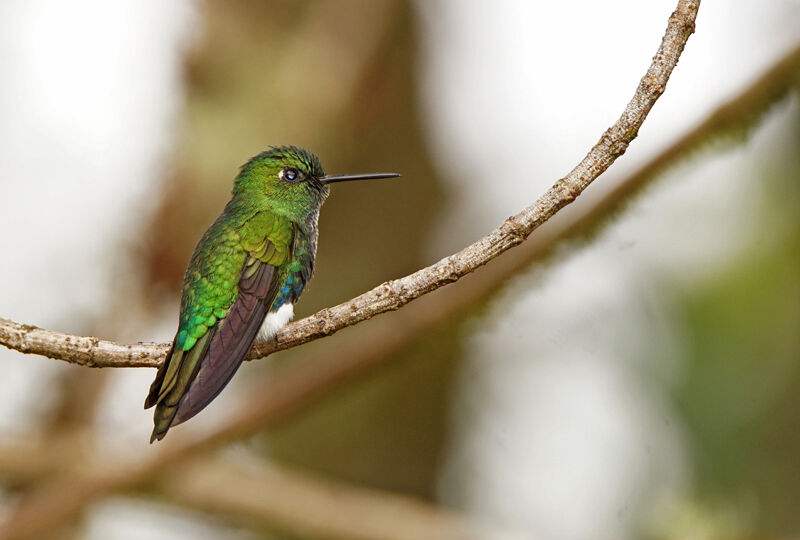 Emerald-bellied Puffleg