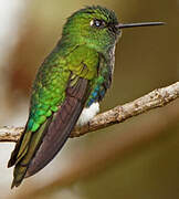 Emerald-bellied Puffleg