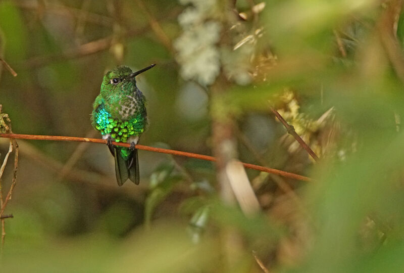 Emerald-bellied Puffleg