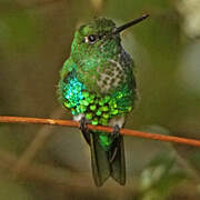 Emerald-bellied Puffleg