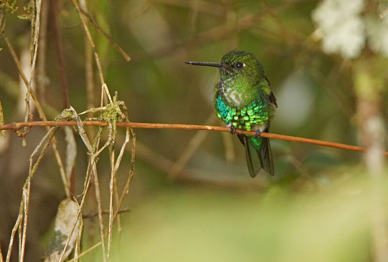 Emerald-bellied Puffleg