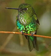 Emerald-bellied Puffleg