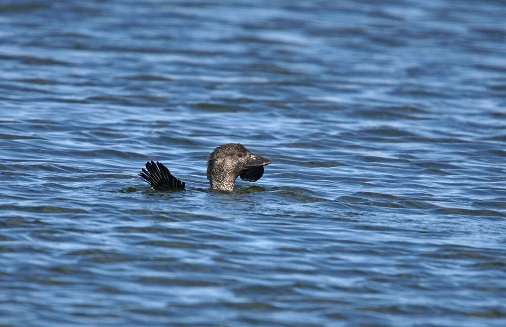 Musk Duck