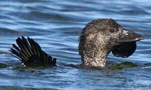 Musk Duck