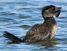 Musk Duck