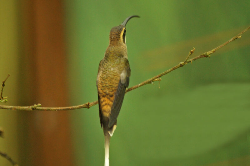 Long-tailed Hermit