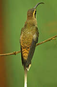 Long-tailed Hermit