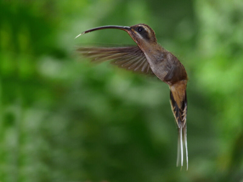 Long-tailed Hermit