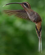 Long-tailed Hermit