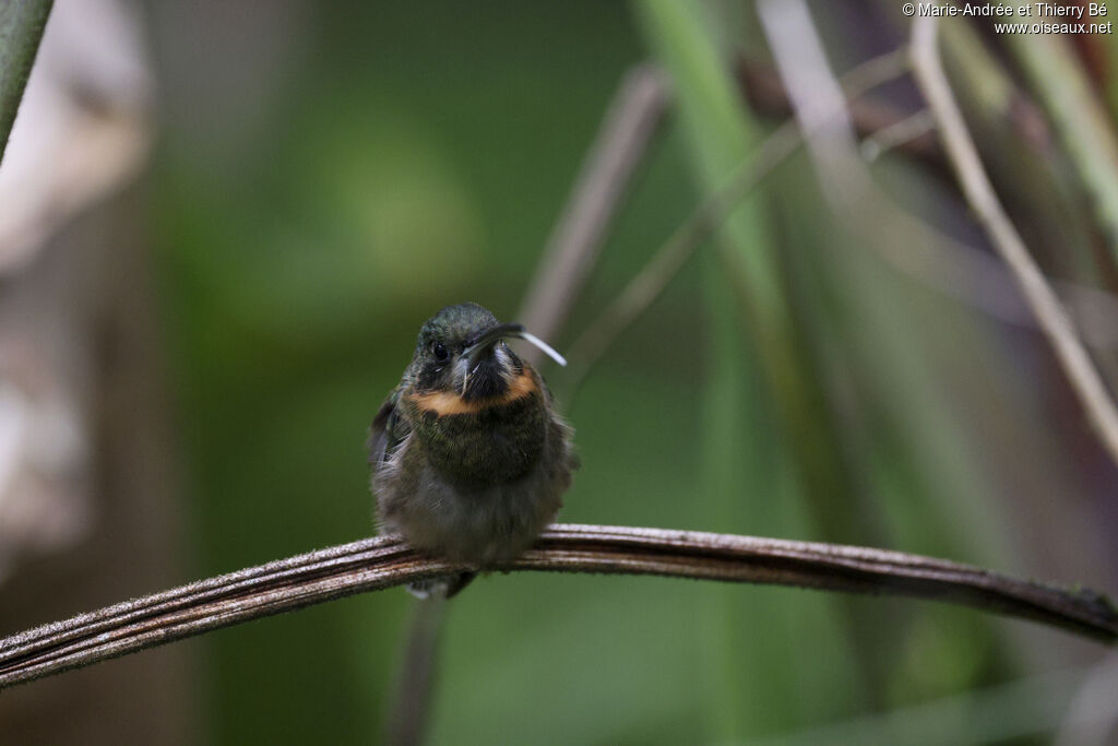 Pale-tailed Barbthroat