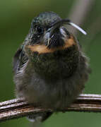 Pale-tailed Barbthroat