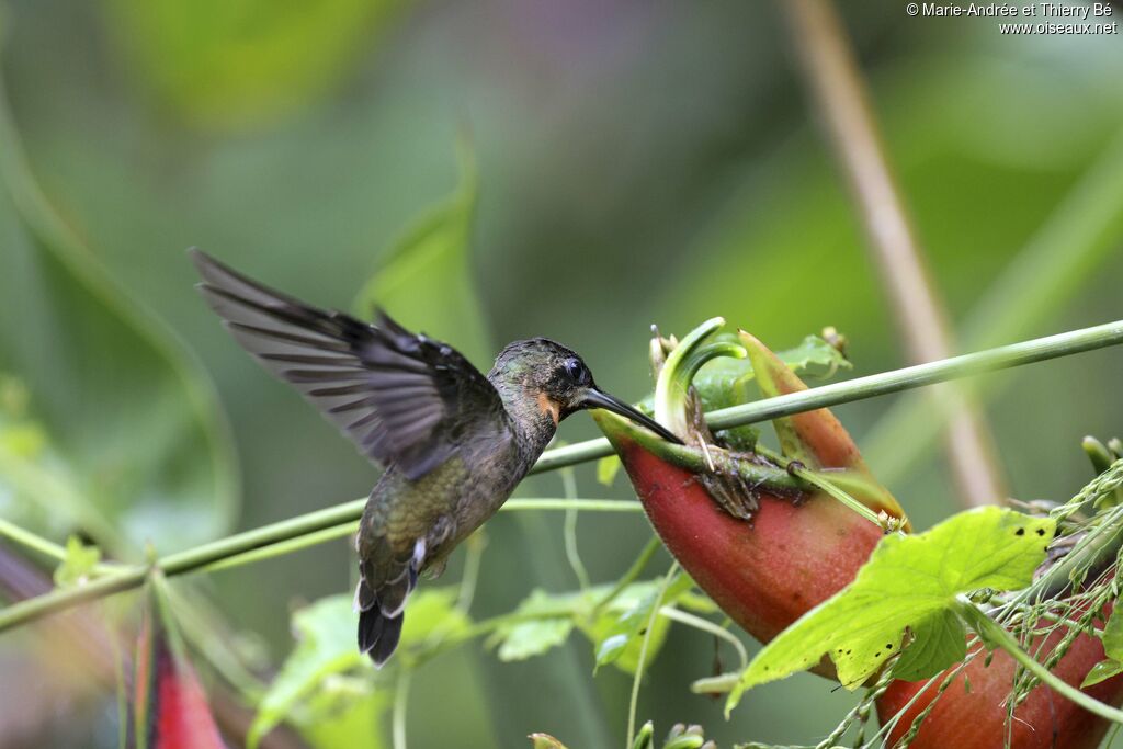 Pale-tailed Barbthroat