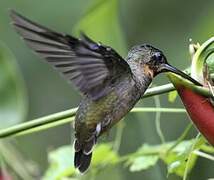 Pale-tailed Barbthroat