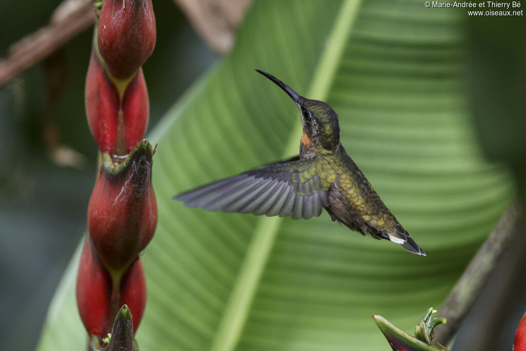 Pale-tailed Barbthroat