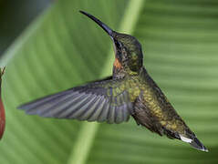 Pale-tailed Barbthroat