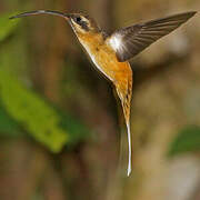 Tawny-bellied Hermit