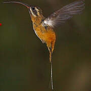 Tawny-bellied Hermit