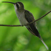 Pale-bellied Hermit