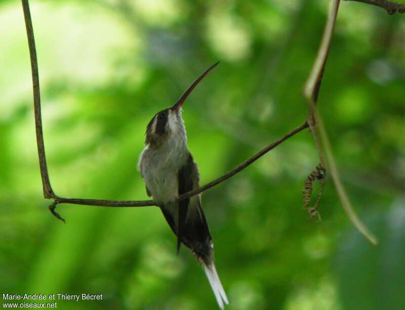 Pale-bellied Hermitadult, pigmentation