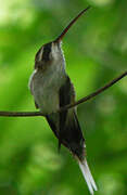 Pale-bellied Hermit