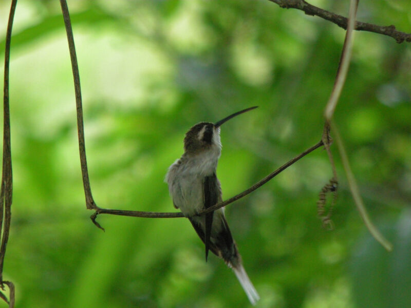 Pale-bellied Hermit