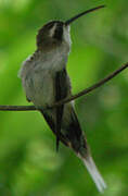 Pale-bellied Hermit