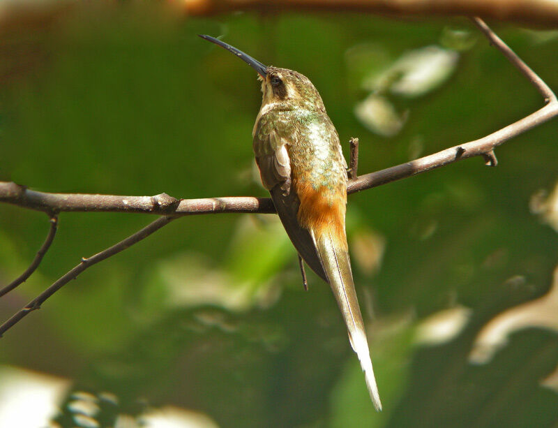 Planalto Hermit