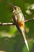 Planalto Hermit