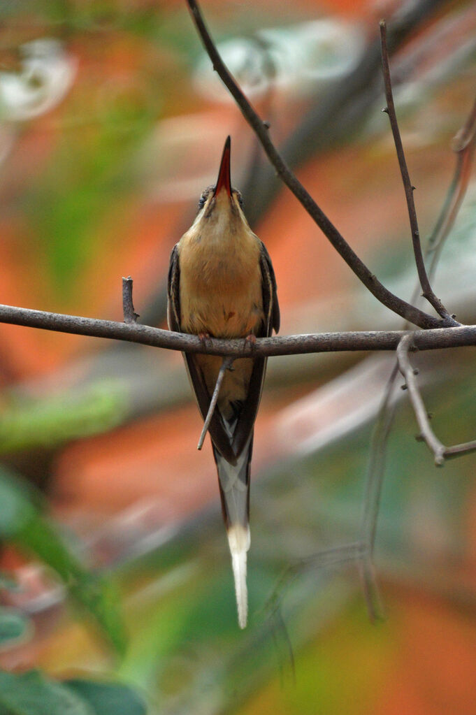 Planalto Hermit