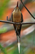 Planalto Hermit