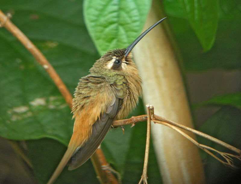 Planalto Hermit