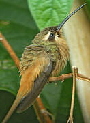 Planalto Hermit