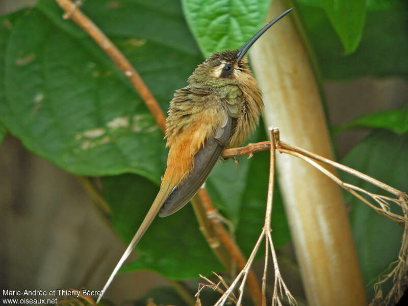 Ermite de Prêtreadulte, identification