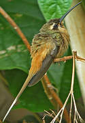 Planalto Hermit