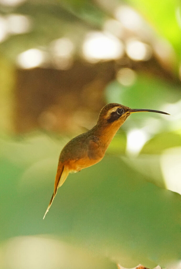 Reddish Hermit