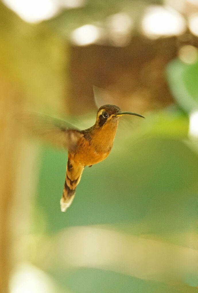 Reddish Hermit